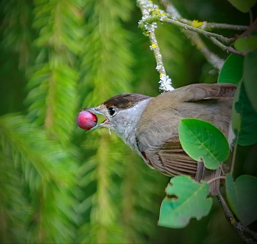 ягодное настроение... - Andrey Bragin 