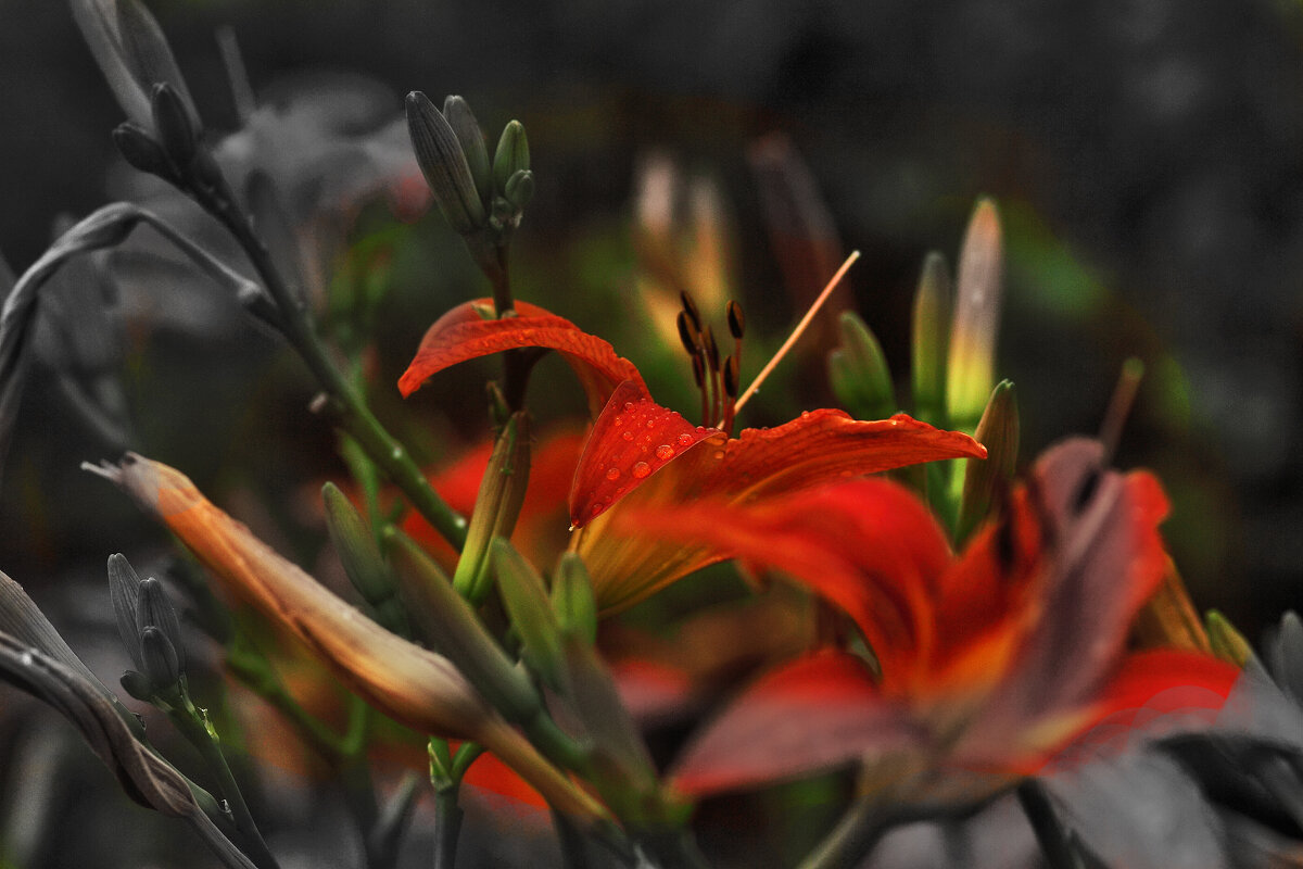 Лилейник и дождь - Юрий Гайворонскiий