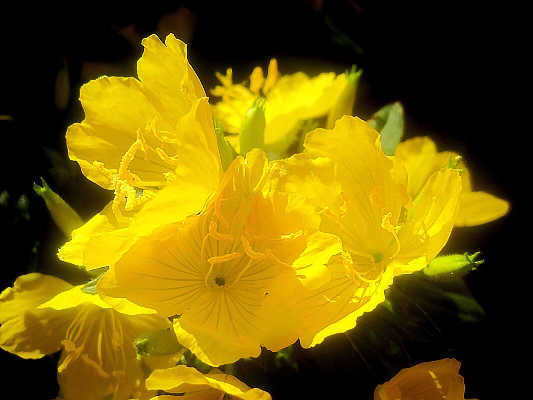 Солнечные - Елена Семигина Солнечные - Елена Семигина