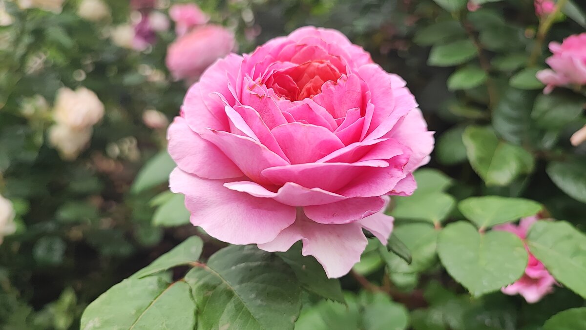 ,,, - Сергей Тимоновский ,,, - Сергей Тимоновский