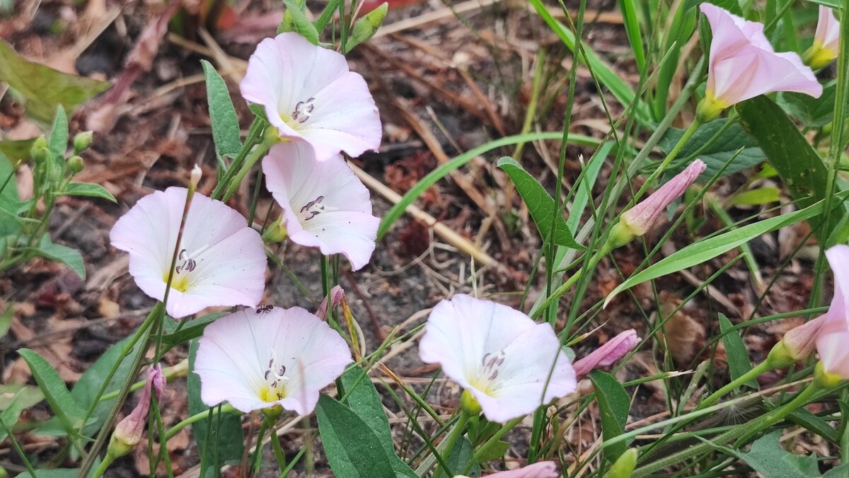 ,,, - Сергей Тимоновский