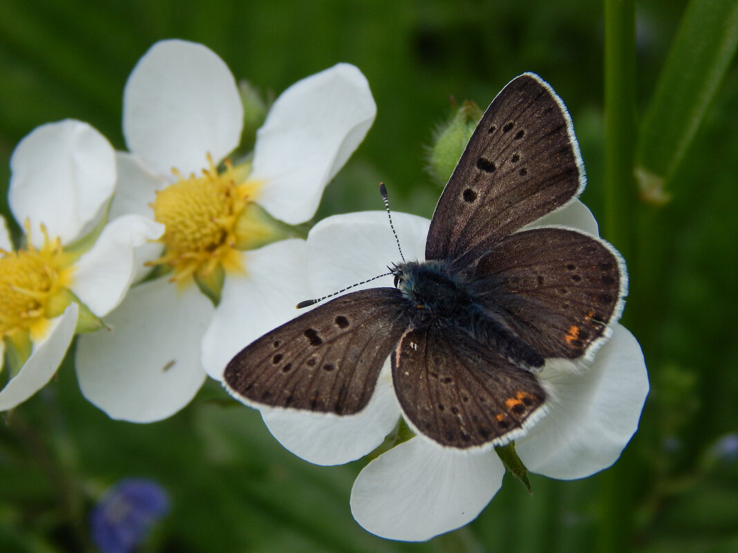 Клубничный этюд - Александр Ковальчук Клубничный этюд - Александр Ковальчук