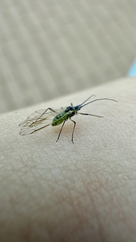 Неведомая зверушка - mvictoriya 