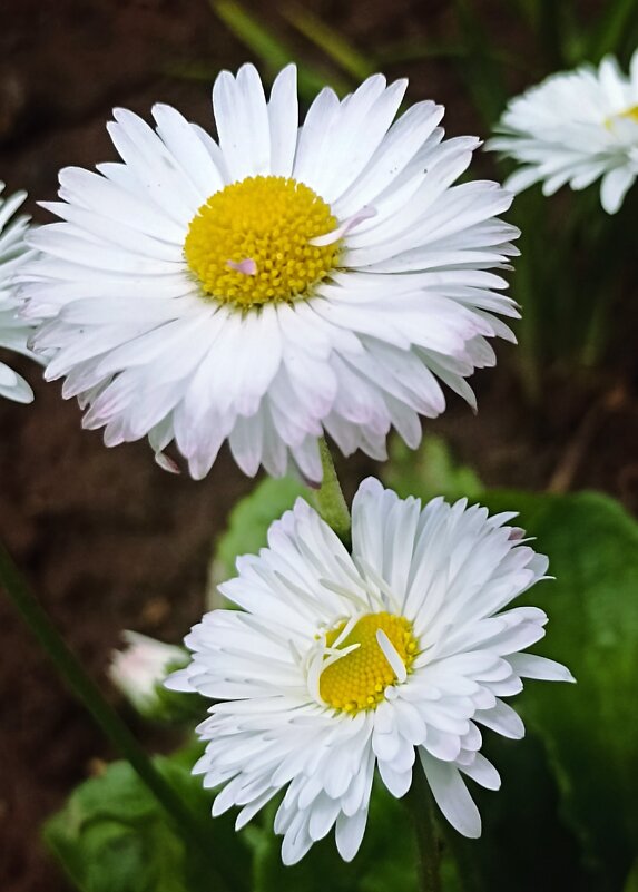 Маргаритки - Светлана Кузнецова