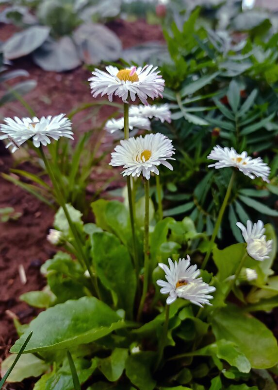 Маргаритки - Светлана Кузнецова