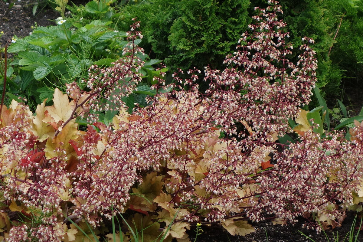 Гейхера - Рита Симонова