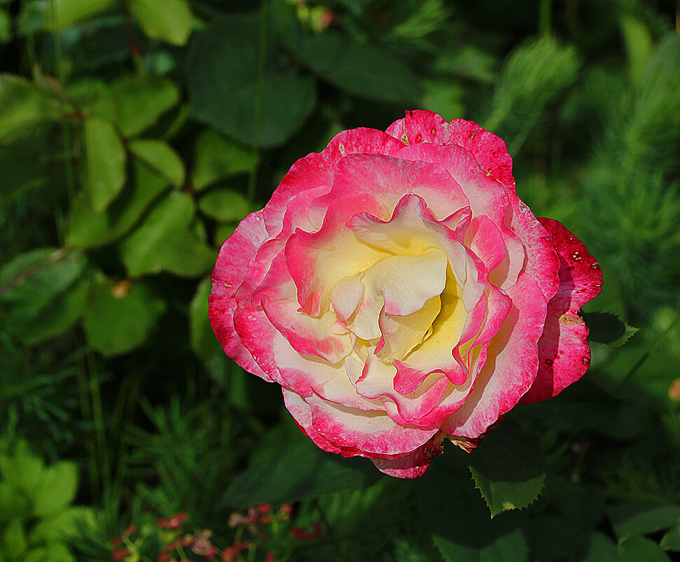 *** - Светлана 