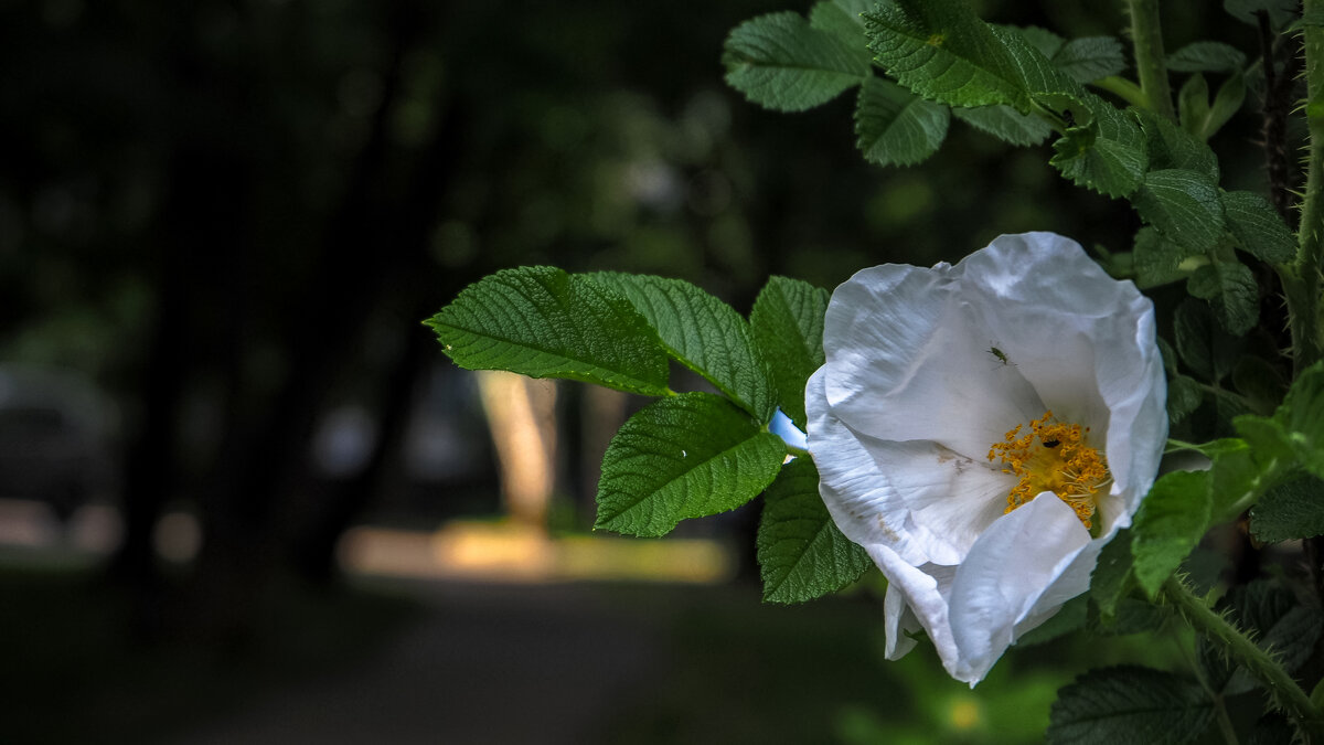 Природа в Городе - юрий поляков