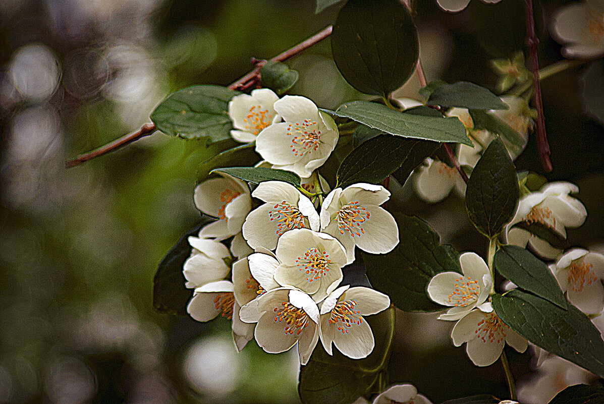 Жасмин - Владимир Кроливец