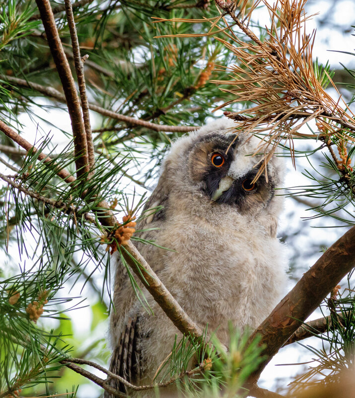 Ты кто такой. - Олег Чернышев