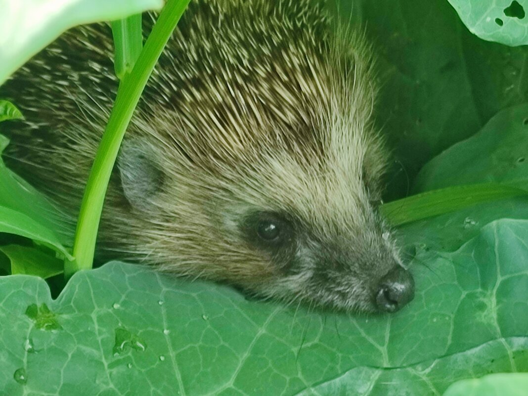 Спрятался от жары - Валентина Богатко 