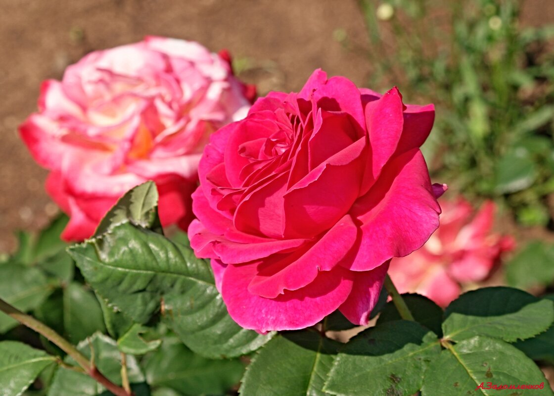 О розах июня... - Андрей Заломленков