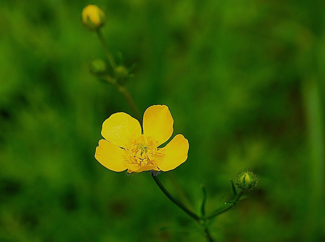 Лютик - Татьяна Тюменка