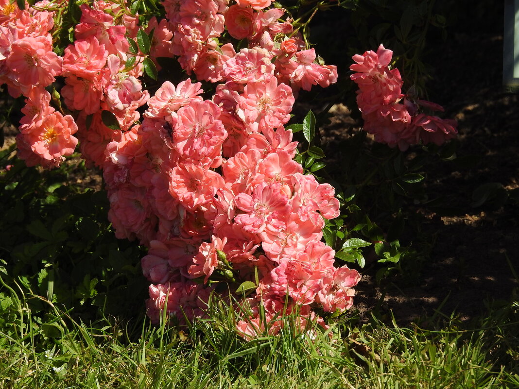 розы - ИННА ПОРОХОВА