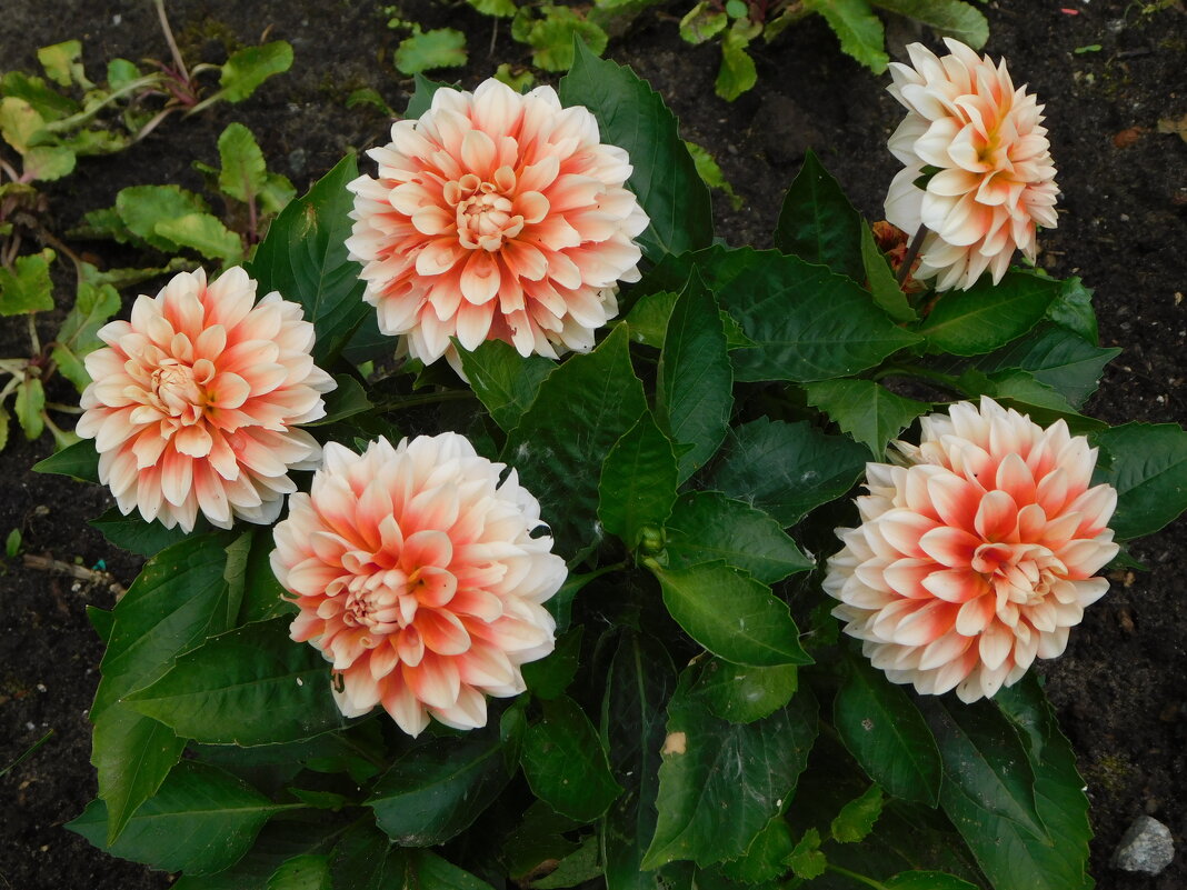 Георгина низкорослая - Наиля Георгина низкорослая - Наиля