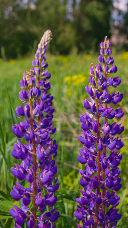 Июнь - Анастасия Логинова