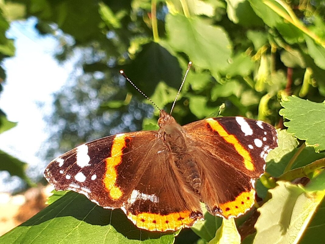 Крапивница - Надежда 