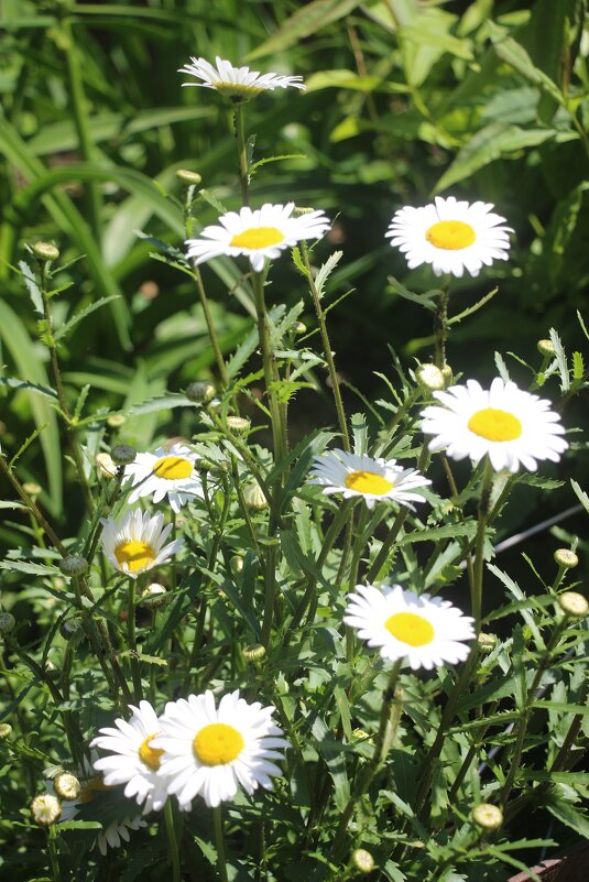 Июль. Ромашки - Наталья Герасимова