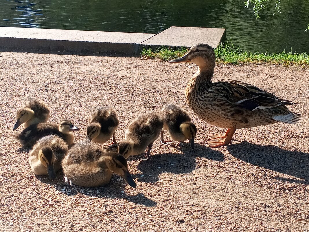 Утята - Сапсан 