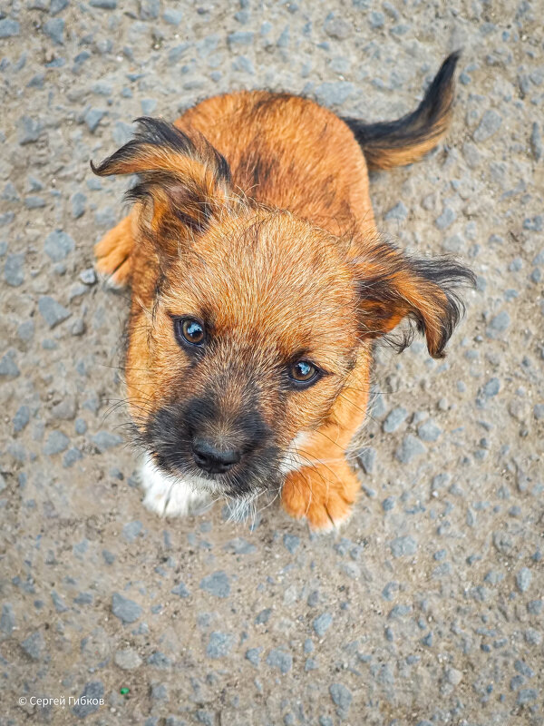 Маленький ждун. - Сергей Гибков