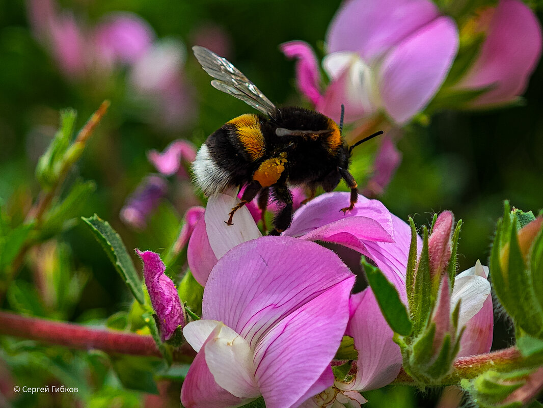 За работой. - Сергей Гибков