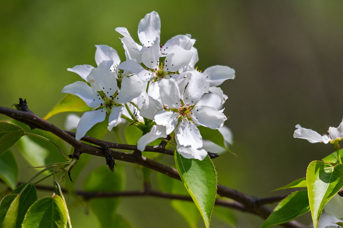 *** - Виктор Иванович Чернюк