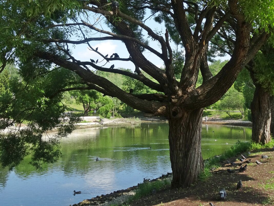 Парк имени С. М. Кирова - Лидия Бусурина Парк имени С. М. Кирова - Лидия Бусурина