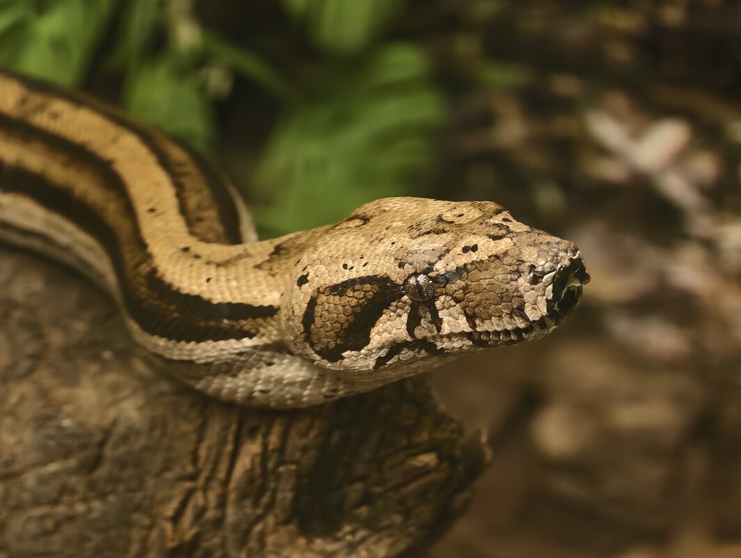 Змея - <<< Наташа >>> Змея - <<< Наташа >>>