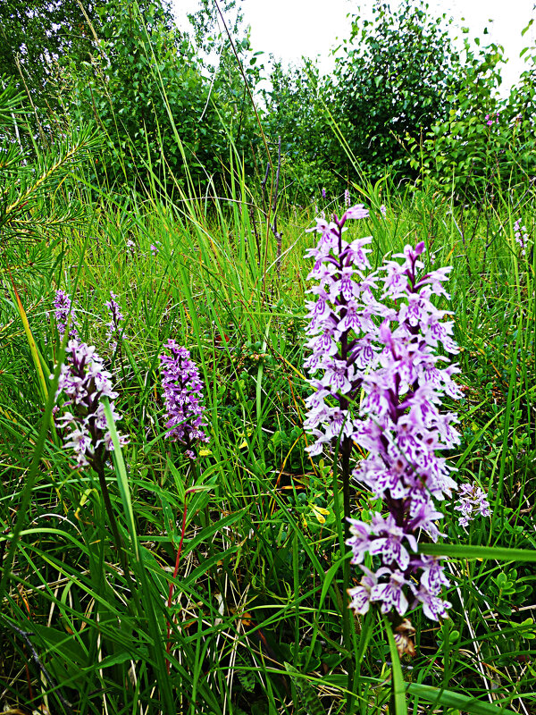 Июль...Полянка северных орхидей! - Владимир Июль...Полянка северных орхидей! - Владимир