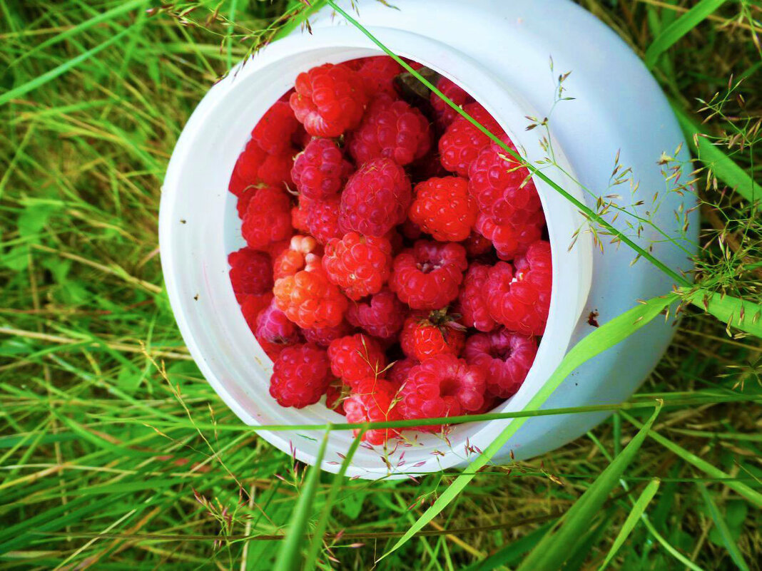 Июль...Малиновый аромат! - Владимир 