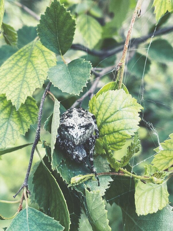 Паук крестовик - Георгиевич Паук крестовик - Георгиевич