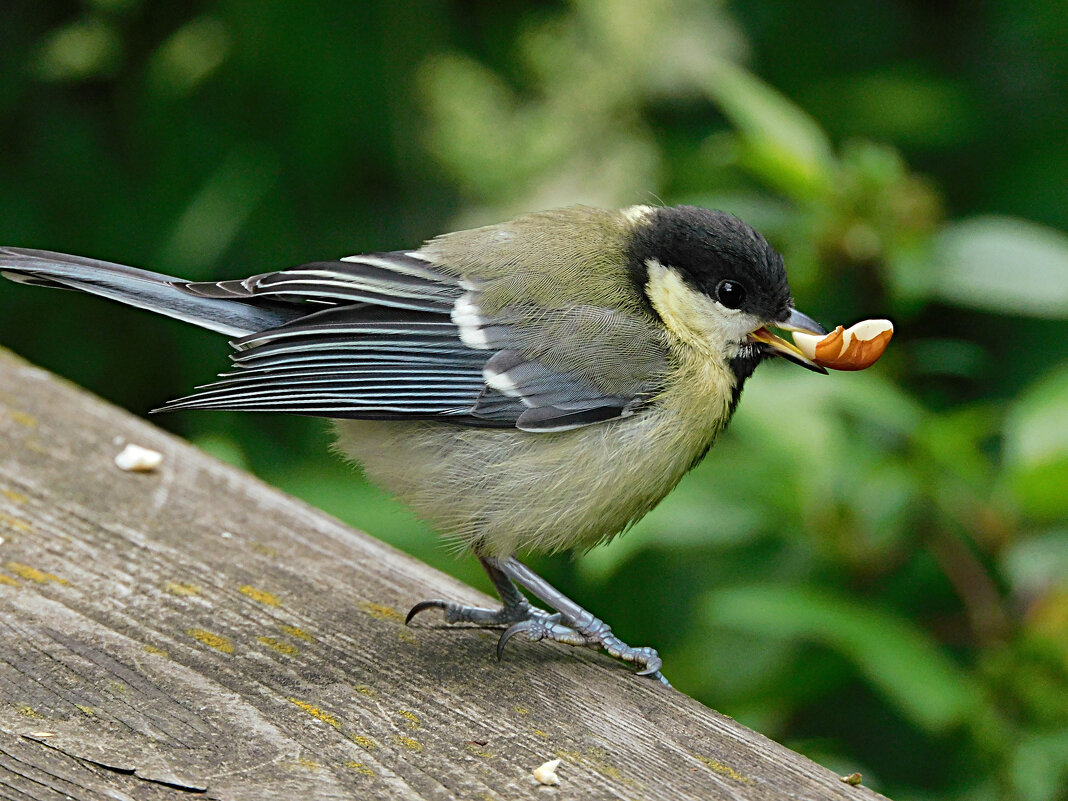 Молодая синица с арахисом - Лина 