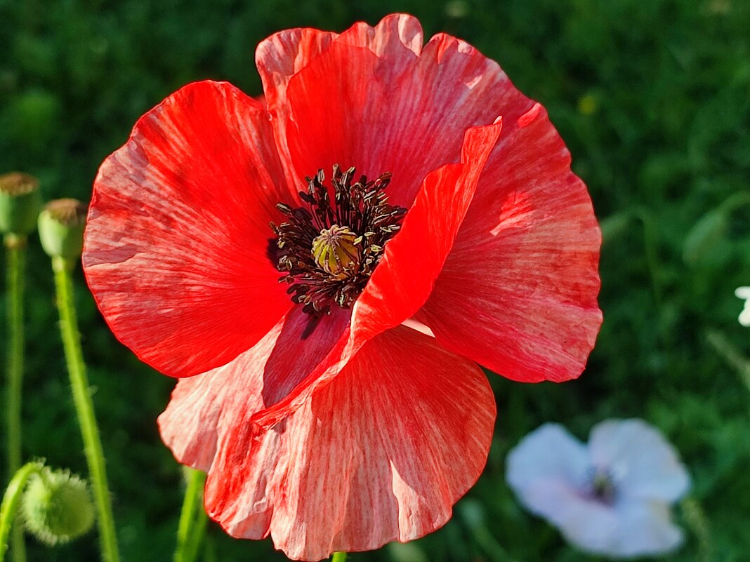 Доброе утро - Валентина Богатко 