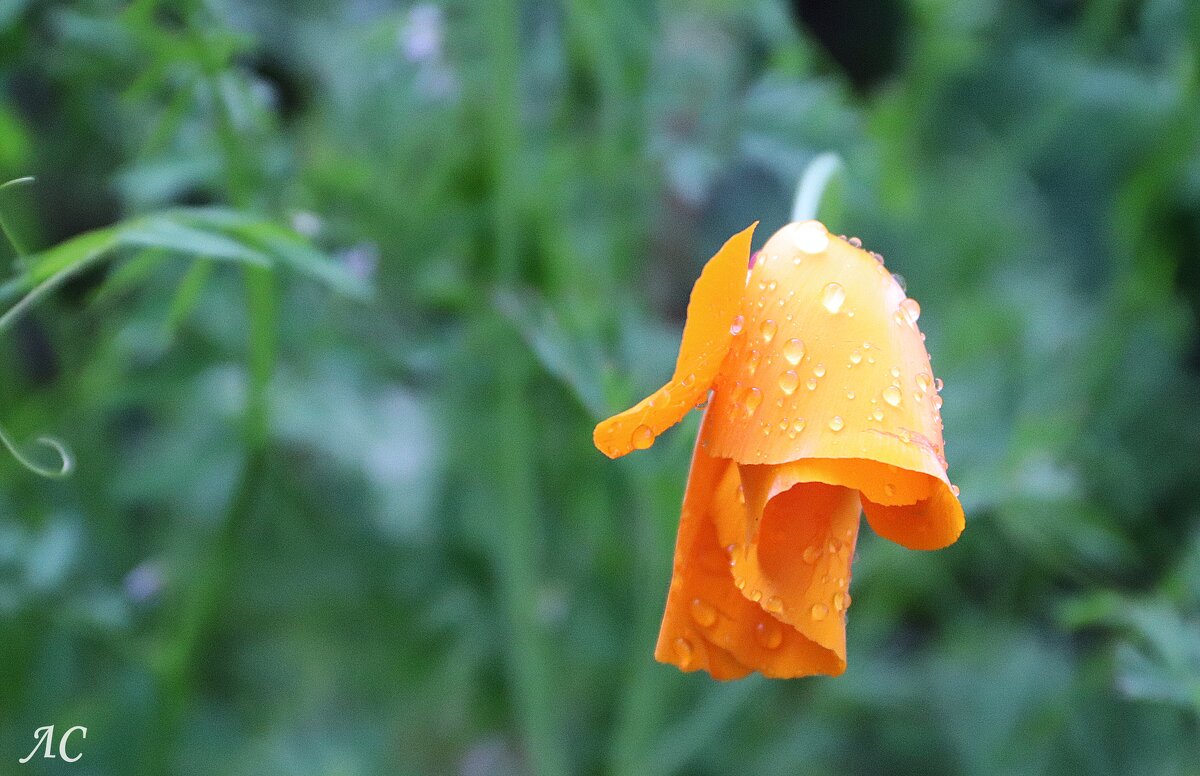 После дождя (серия) - Любовь Сахарова