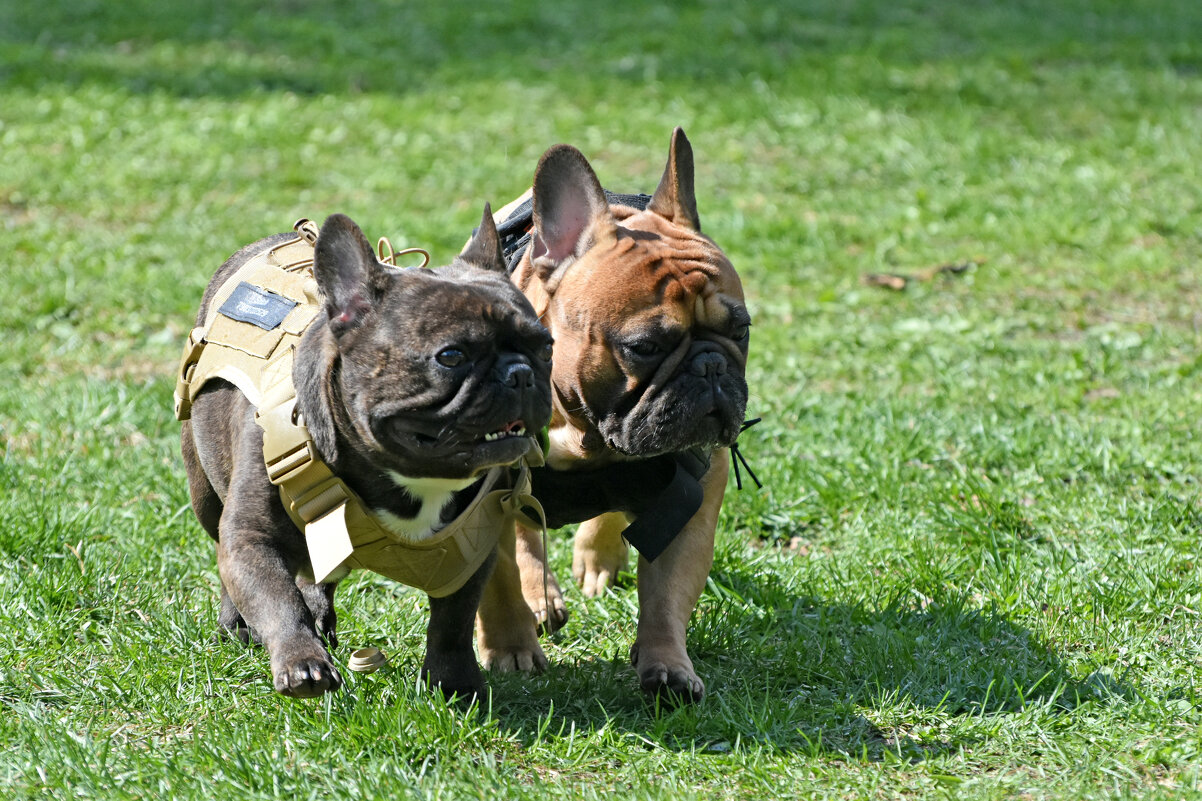 Москва. Парад французских бульдогов в усадьбе «Воронцово». - Наташа *****