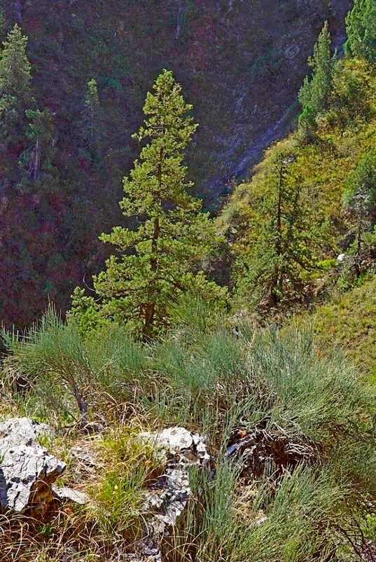 ПО ГОРАМ. - Виктор Осипчук