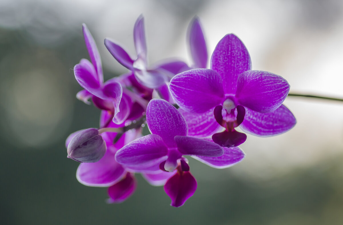 Орхидея. - Sergey (Apg)