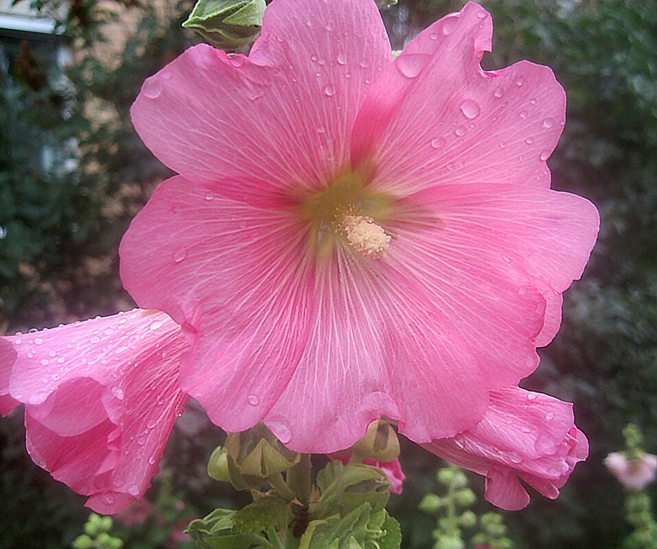 Мальва после дождя - Елена Семигина