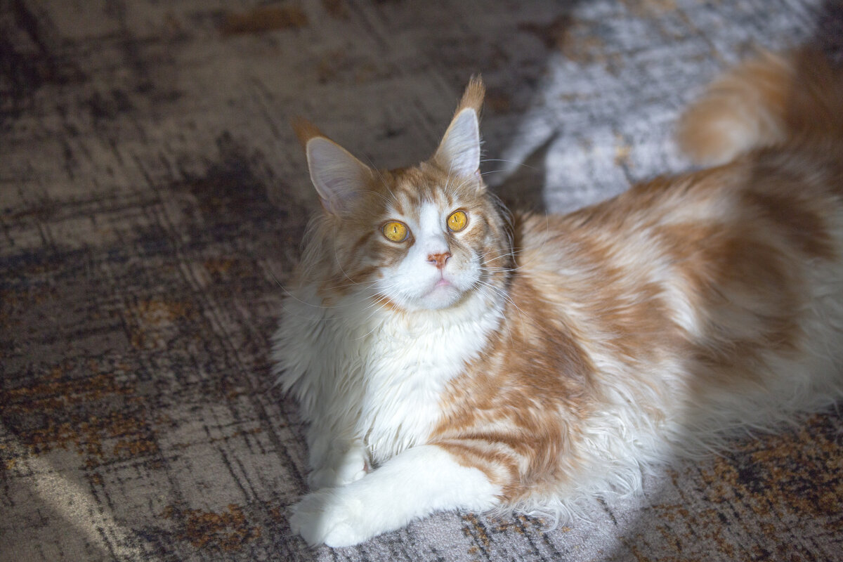 Немного солнышка - Светлана Тихонина Немного солнышка - Светлана Тихонина