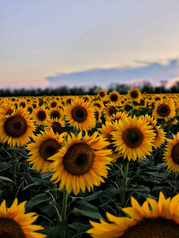 Солнышки - Oksana Verkhoglyad