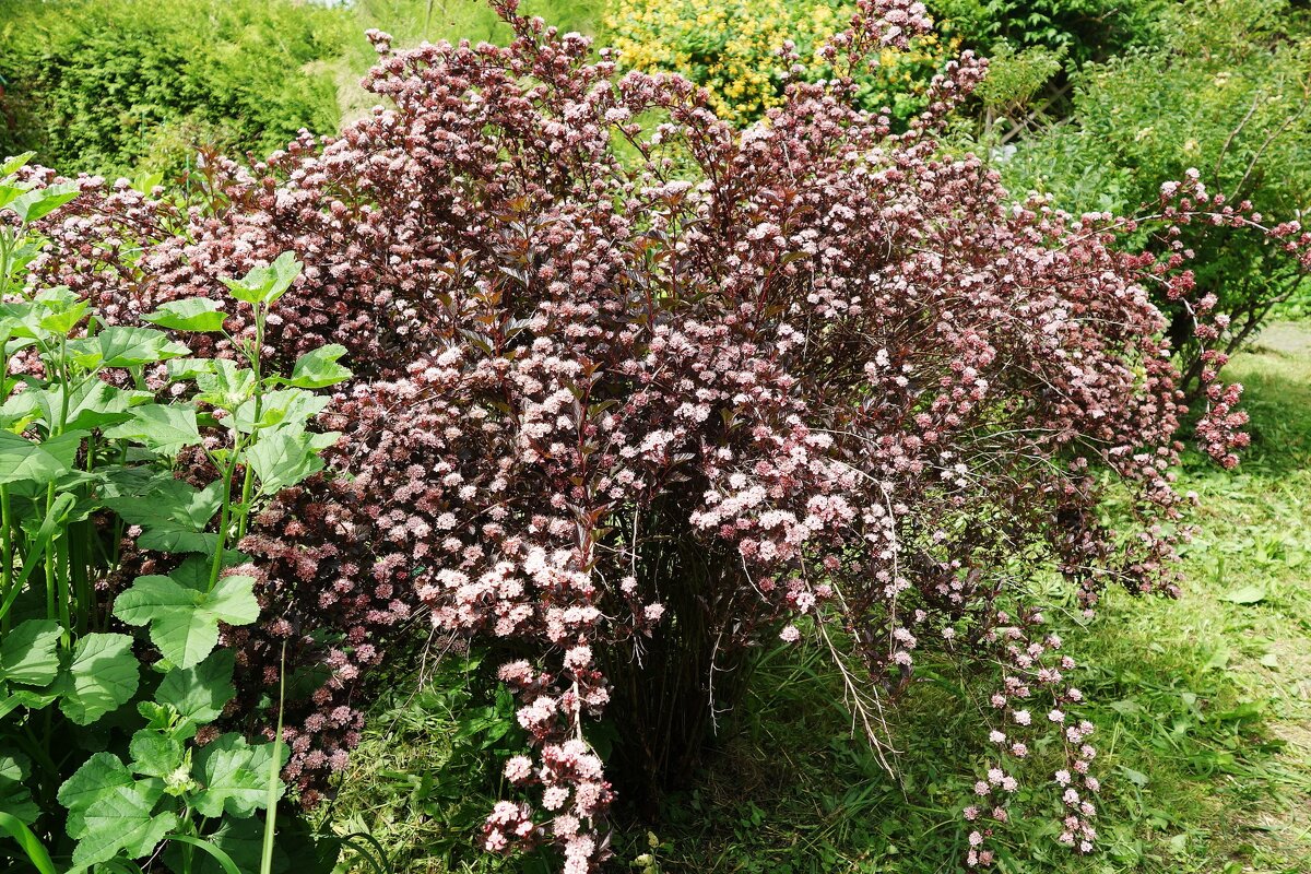 Пузыреплодник - Рита Симонова