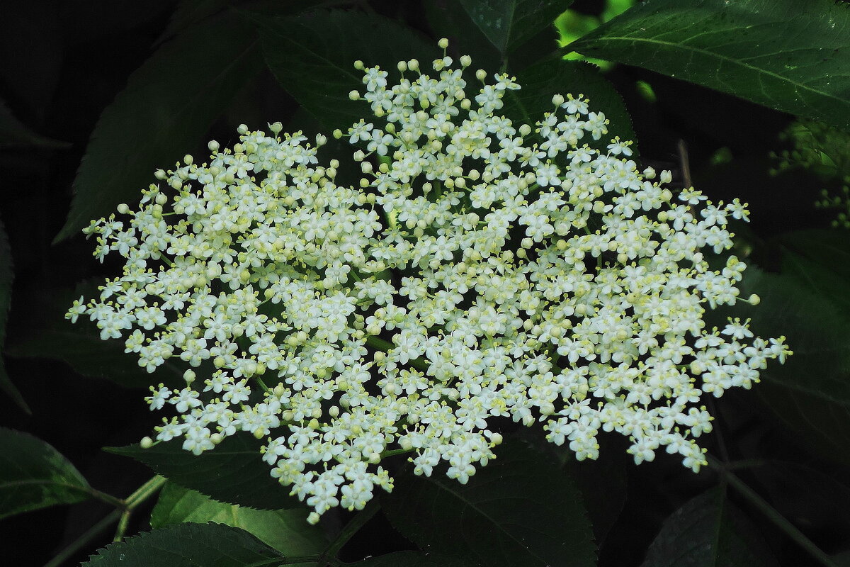 Бузина - Рита Симонова Бузина - Рита Симонова