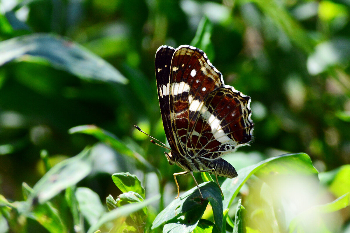 Пестрокрыльница  изменчивая - Геннадий Супрун