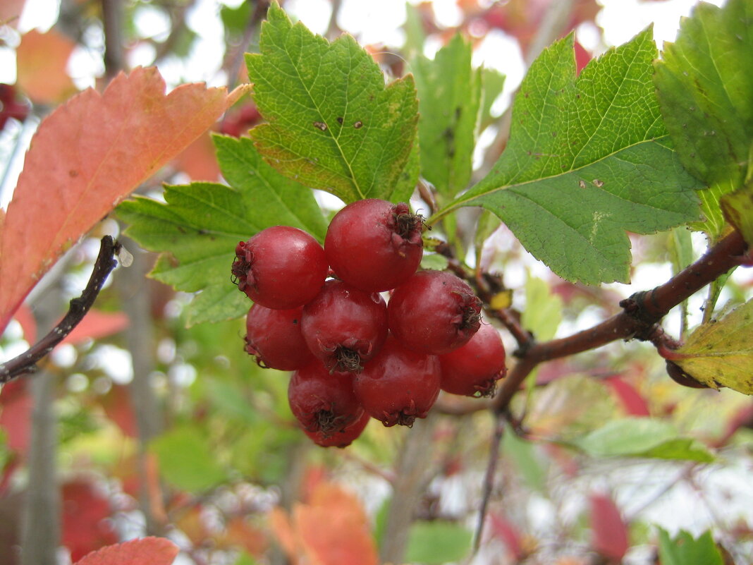 Боярышник - Anna Ivanova