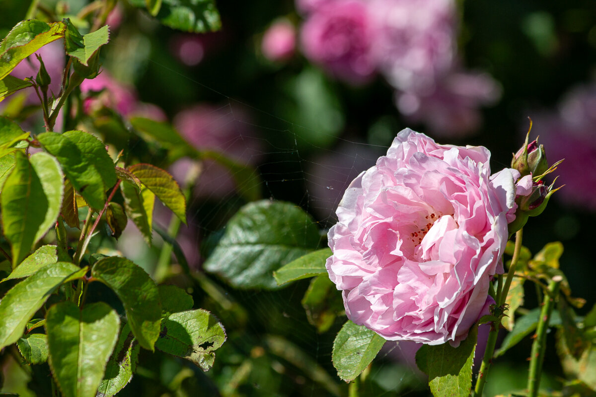 *** - Геннадий Порохов