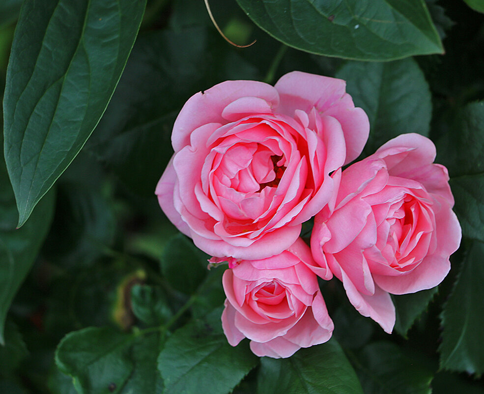 Июльский гламур - Светлана 