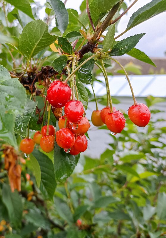 Ягодное лето - Pippa 