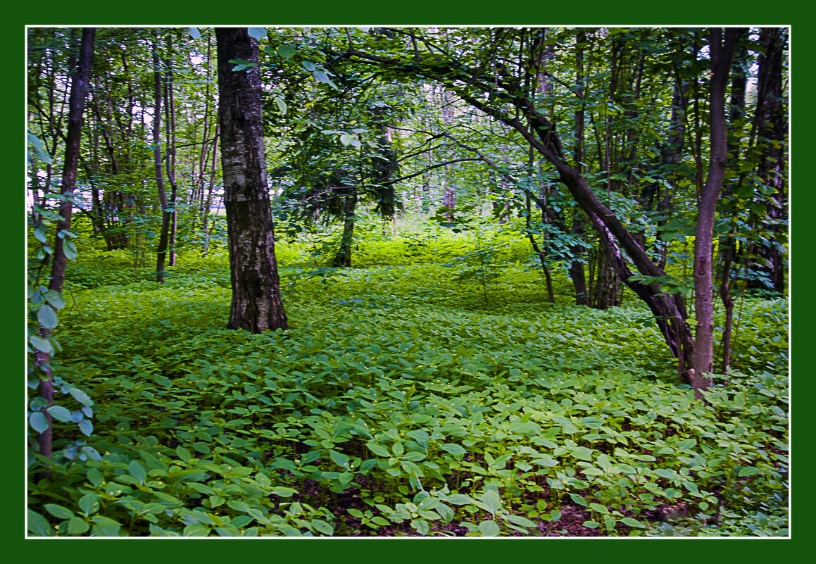 В лесопарке - Владимир Кроливец