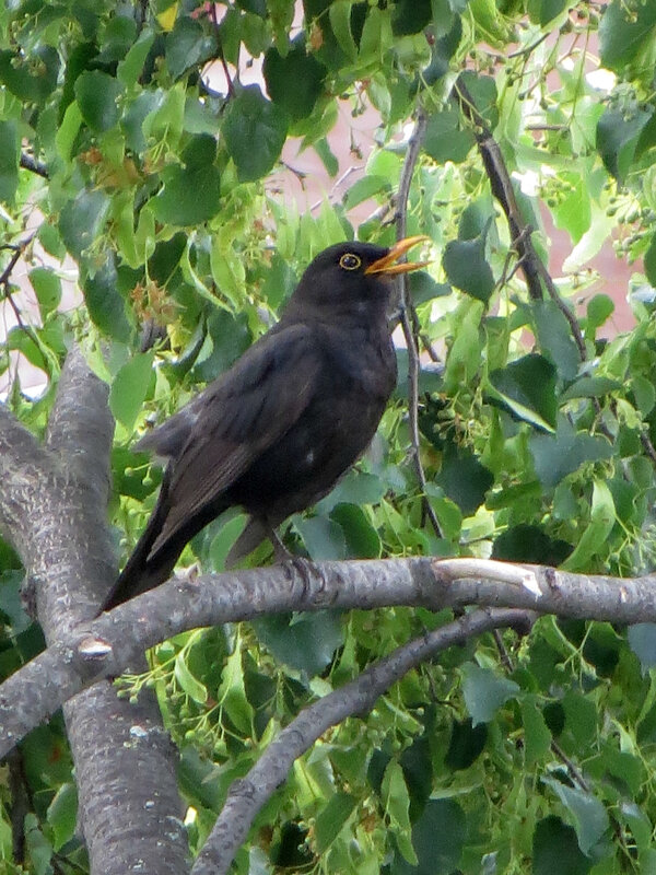 Чёрный дрозд - Татьяна Львова
