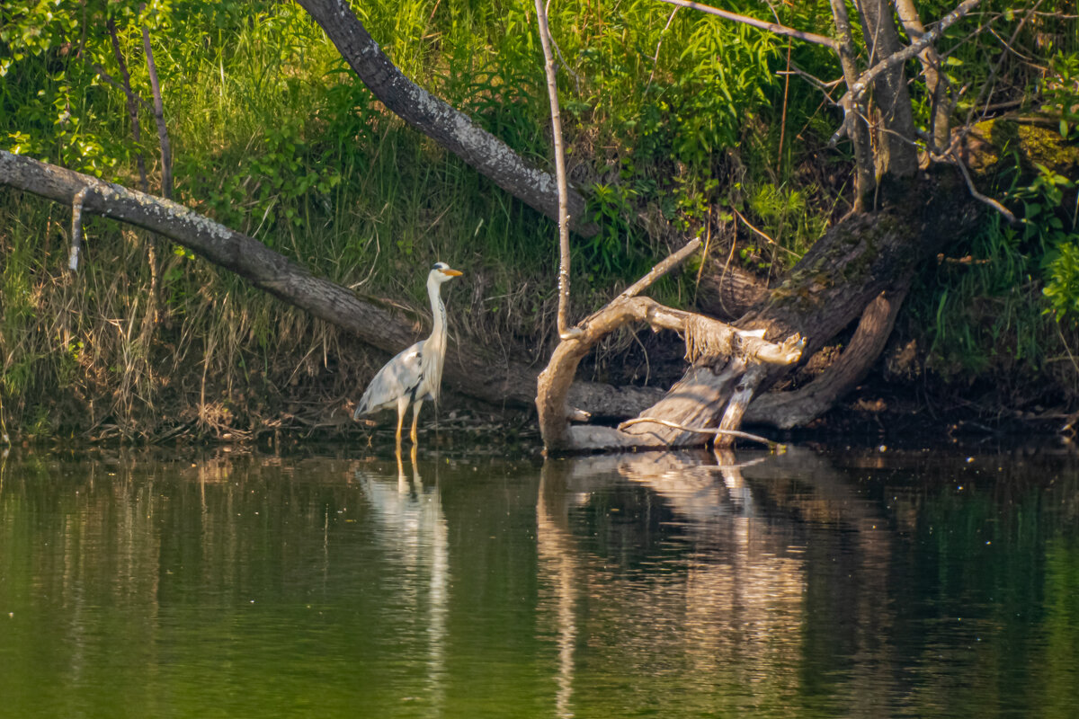 ... - Роман Кондрашин